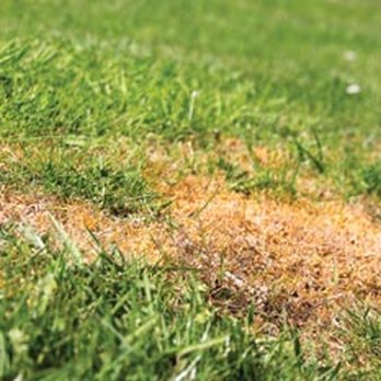 Down to Earth Lawn Care - a patch of grass with brown patches - Landscaping Near Me - Delaware, Ohio Down to Earth Lawn Care - a patch of grass with brown patches - Landscaping Near Me - Delaware, Ohio