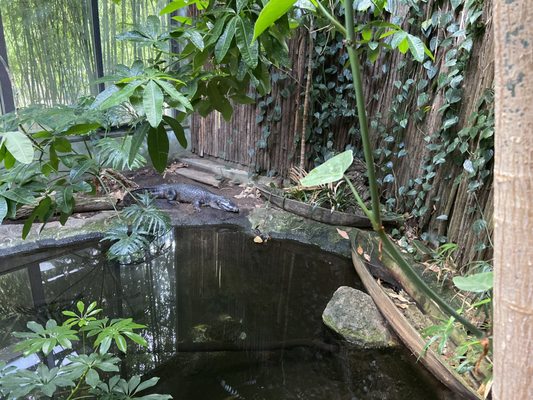 Connecticut's Beardsley Zoo by null