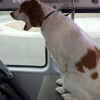 Magic Van Dog Grooming - Brittany Spaniel, before - Pet Groomers Near Me Magic Van Dog Grooming - Brittany Spaniel, before - Pet Groomers Near Me
