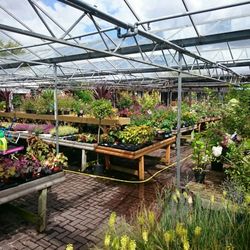 Trebaron Garden Centre - Plant life