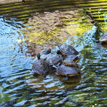 Valencia Town Center - Family of turtles. - Shopping Centers Near Me - Valencia, California
