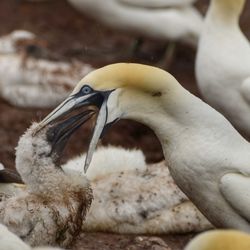 Parc National de l'Île-Bonaventure-et-du-Rocher-Percé - Omnomnomnom