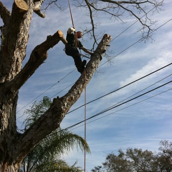 Tri-County Tree Experts - Power line - Tree Services Near Me Tri-County Tree Experts - Power line - Tree Services Near Me