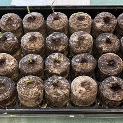 Scratch Made Life - Can't be scratch made if we don't teach you how to plant and grown your own produce.  Yep - we teaching basic gardening.