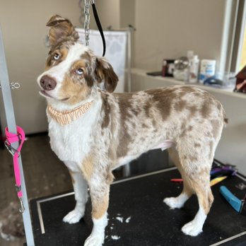Doggy Style Spa - Pet Groomers Near Me Doggy Style Spa - Pet Groomers Near Me