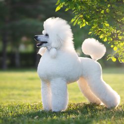 OEG Pet Salon 
