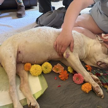 A Gentle Rest - Our dog - Pet Services Near Me A Gentle Rest - Our dog - Pet Services Near Me