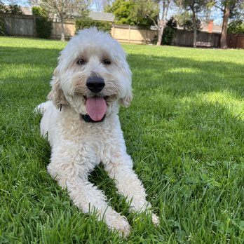 My Clever Canine Dog Training - Pet Training Near Me My Clever Canine Dog Training - Pet Training Near Me