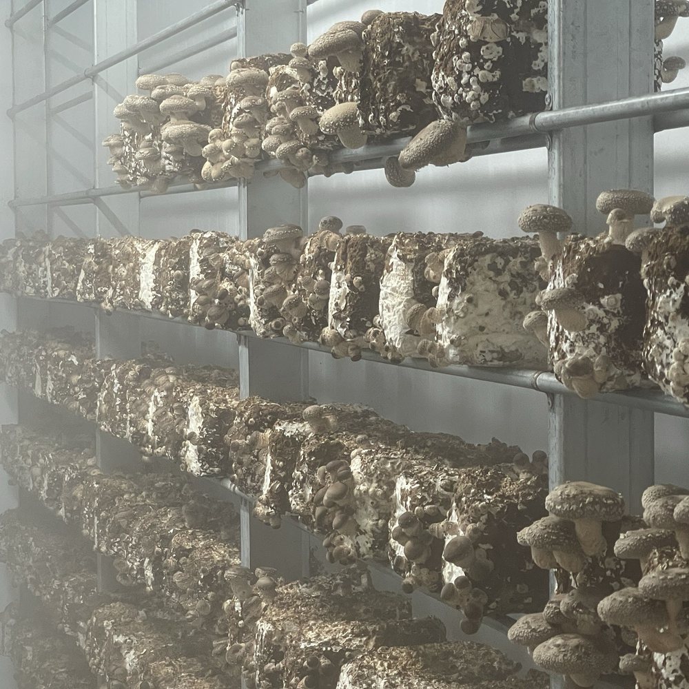 Mighty Cap Mushrooms - Specialty Food Near Me - Paso Robles, California