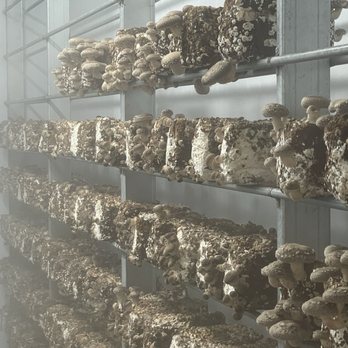 Mighty Cap Mushrooms - Specialty Food Near Me - Paso Robles, California Mighty Cap Mushrooms - Specialty Food Near Me - Paso Robles, California