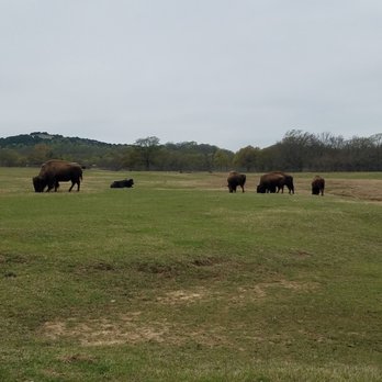 Arbuckle Wilderness - Buffalo - Zoos Near Me - Davis, Oklahoma Arbuckle Wilderness - Buffalo - Zoos Near Me - Davis, Oklahoma