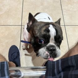 Luigie's Auto Service - The shop dog. loves scratches.