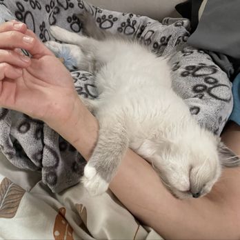 Fur Real Ragdolls - Pet Breeders Near Me Fur Real Ragdolls - Pet Breeders Near Me