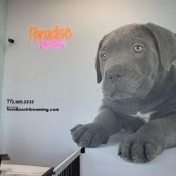 Paradise Pet - Check-in