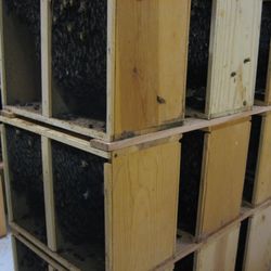 Lappe's Bee Supply and Honey Farm