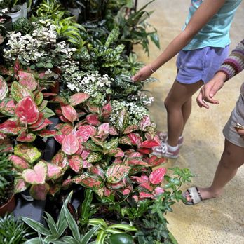 Armstrong Garden Centers - Nurseries & Gardening Near Me - Del Mar, California