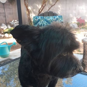 Dog Elegantes - scotty - Pet Groomers Near Me - Las Vegas, Nevada