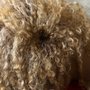 Photo of Curltopia