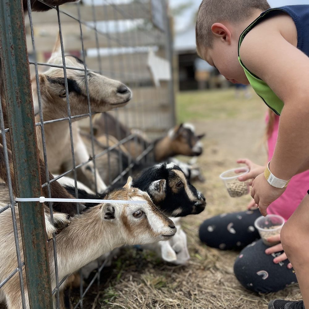 Bergey's Breadbasket - Baby goats! - Bakeries Near Me - Chesapeake, Virginia