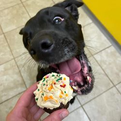 The Valley Pet Resort and Spa