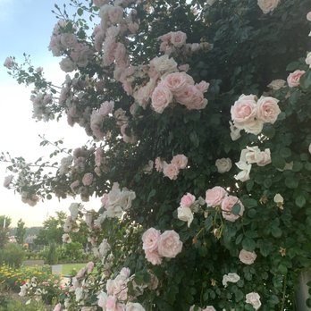 Smale Riverfront Park - Blooming Roses - Parks Near Me - Cincinnati, Ohio Smale Riverfront Park - Blooming Roses - Parks Near Me - Cincinnati, Ohio