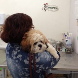 Dog Tique Veterinária - Orfeu esperando atendimento