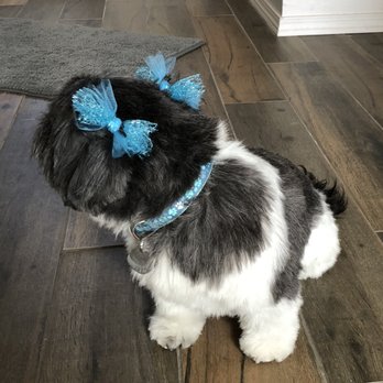 Bark Avenue Pet Salon - Pet Groomers Near Me - Parker, Colorado