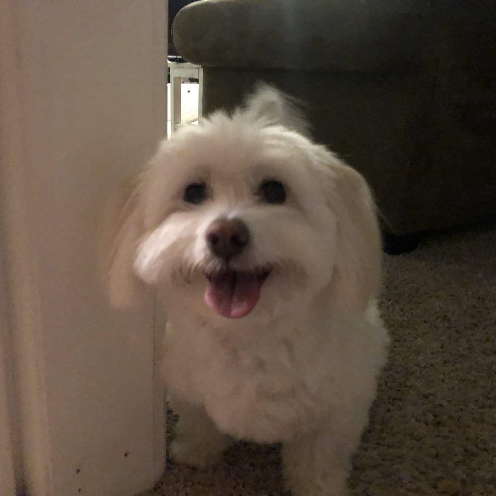 Viva La Pet - our happy pup. - Dog Walkers Near Me Viva La Pet - our happy pup. - Dog Walkers Near Me