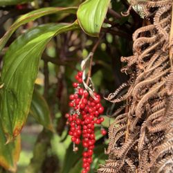 Tropical Farms Macadamia Nut - Ti fruit