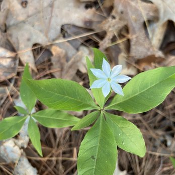 Goldsmith Woodlands - cute flower - Hiking Near Me - Andover, Massachusetts