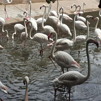 Phoenix Zoo - Female flamingos - Zoos Near Me - Phoenix, Arizona