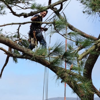 Robert Strain's Affordable Tree Care - Tree Services Near Me Robert Strain's Affordable Tree Care - Tree Services Near Me