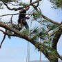 Robert Strain's Affordable Tree Care