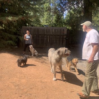 Dan Irish - **More dogs not pictured. This wouldn't be possible without Dan's help. Mac would be lunging and barking like a mad man. - Pet Training Near Me Dan Irish - **More dogs not pictured. This wouldn't be possible without Dan's help. Mac would be lunging and barking like a mad man. - Pet Training Near Me