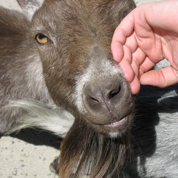Prospect Park Zoo - One of the goats in the petting zoo - Zoos Near Me - Brooklyn, New York Prospect Park Zoo - One of the goats in the petting zoo - Zoos Near Me - Brooklyn, New York