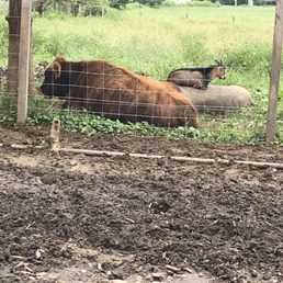 You can often see some animals close by You can often see some animals close by