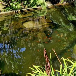 Estufa Fria - Small Koi