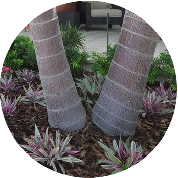Outdoor Oasis Pro - two palm trees in a garden - Landscaping Near Me