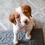 Photo of DogAugustine