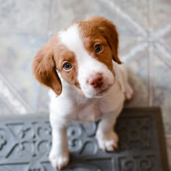 DogAugustine - Beautiful little Brody at 9 weeks of age.  Getting ready for a walk and some positive dog training!