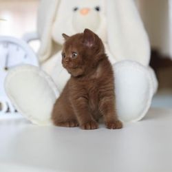 Cats Dogs