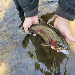 Cohutta Fishing Company - Beautiful rainbow!