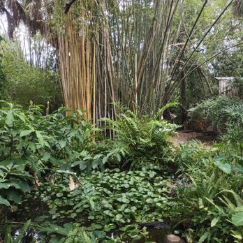 The Children's Garden - Bamboo rain forest... if you're feeling hot just take a scroll thru this beautifly put together "misting station". - Nurseries & Gardening Near Me - Sarasota, Florida The Children's Garden - Bamboo rain forest... if you're feeling hot just take a scroll thru this beautifly put together "misting station". - Nurseries & Gardening Near Me - Sarasota, Florida