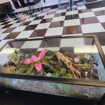 Bonsai Beverage - Coffee & Tea Near Me - Clearwater, Florida