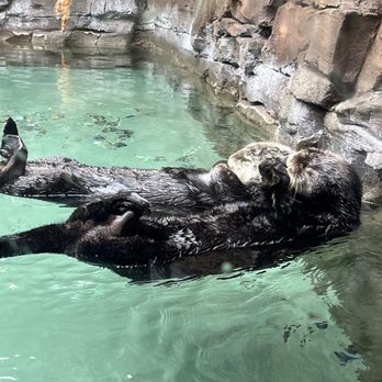 Seattle Aquarium - Hugging sea otters - Aquariums Near Me - Seattle, Washington