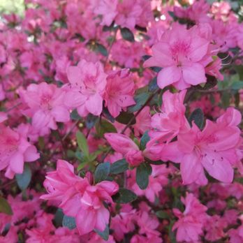 Rhododendron Park - Spring is here... - Playgrounds Near Me - Kenmore, Washington