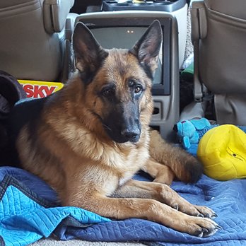 Romeunder German Shepherd Dogs - Pet Training Near Me - Terrell, Texas Romeunder German Shepherd Dogs - Pet Training Near Me - Terrell, Texas