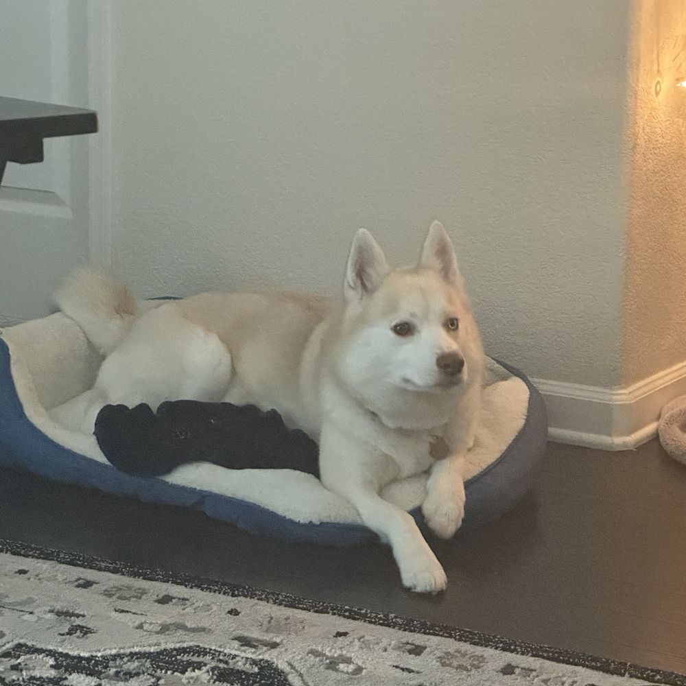 Pintar Dog Training - Poppy sitting in her bed calmly while I was in the kitchen. - Pet Training Near Me Pintar Dog Training - Poppy sitting in her bed calmly while I was in the kitchen. - Pet Training Near Me