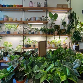 Plant Corner - Plant display - Nurseries & Gardening Near Me - New York, New York Plant Corner - Plant display - Nurseries & Gardening Near Me - New York, New York