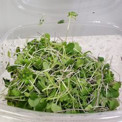Super Duper Microgreens - Lasted over a week and still fresh for the second round of tacos!